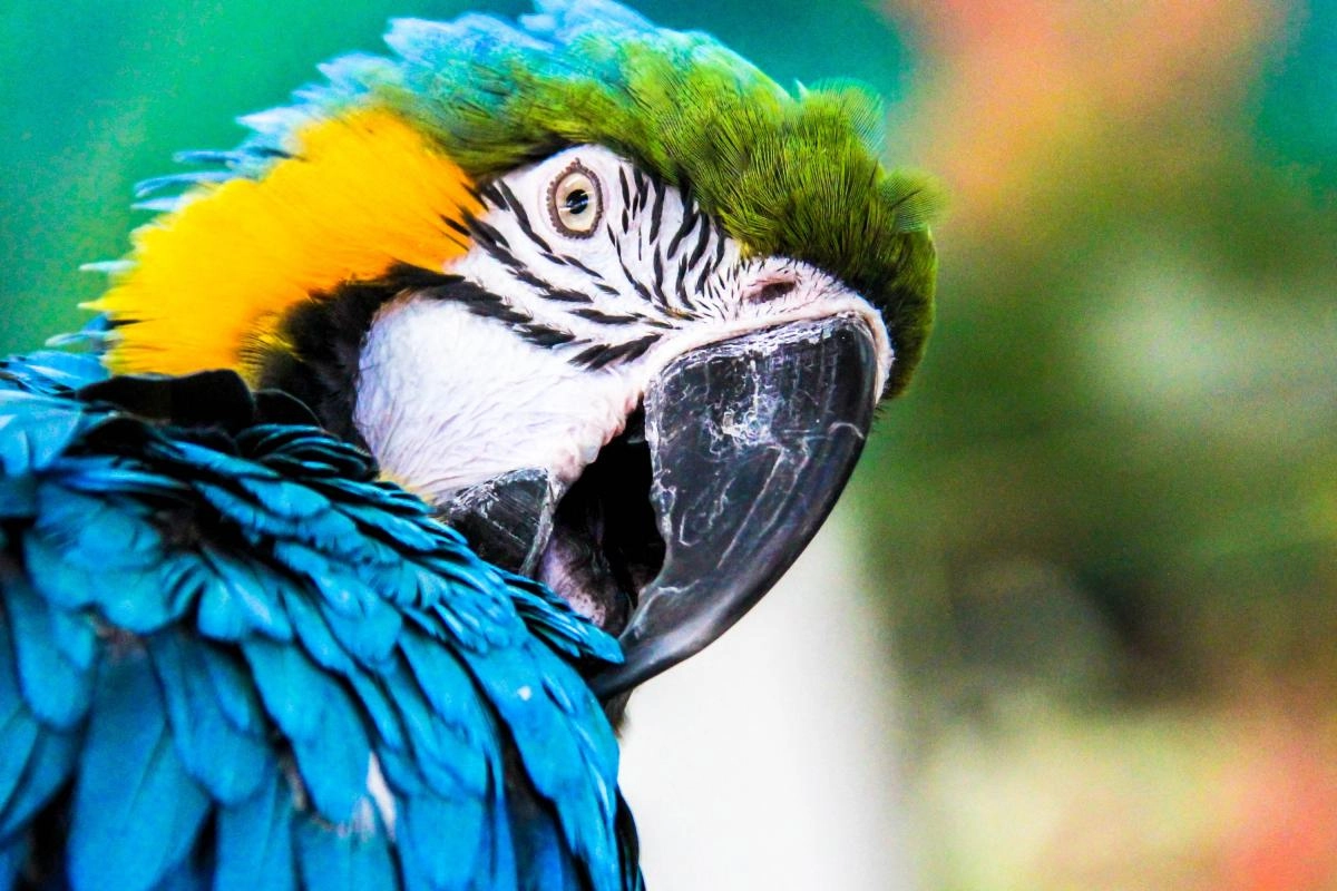 Величественный Ара: красивая птица с исключительным интеллектом
