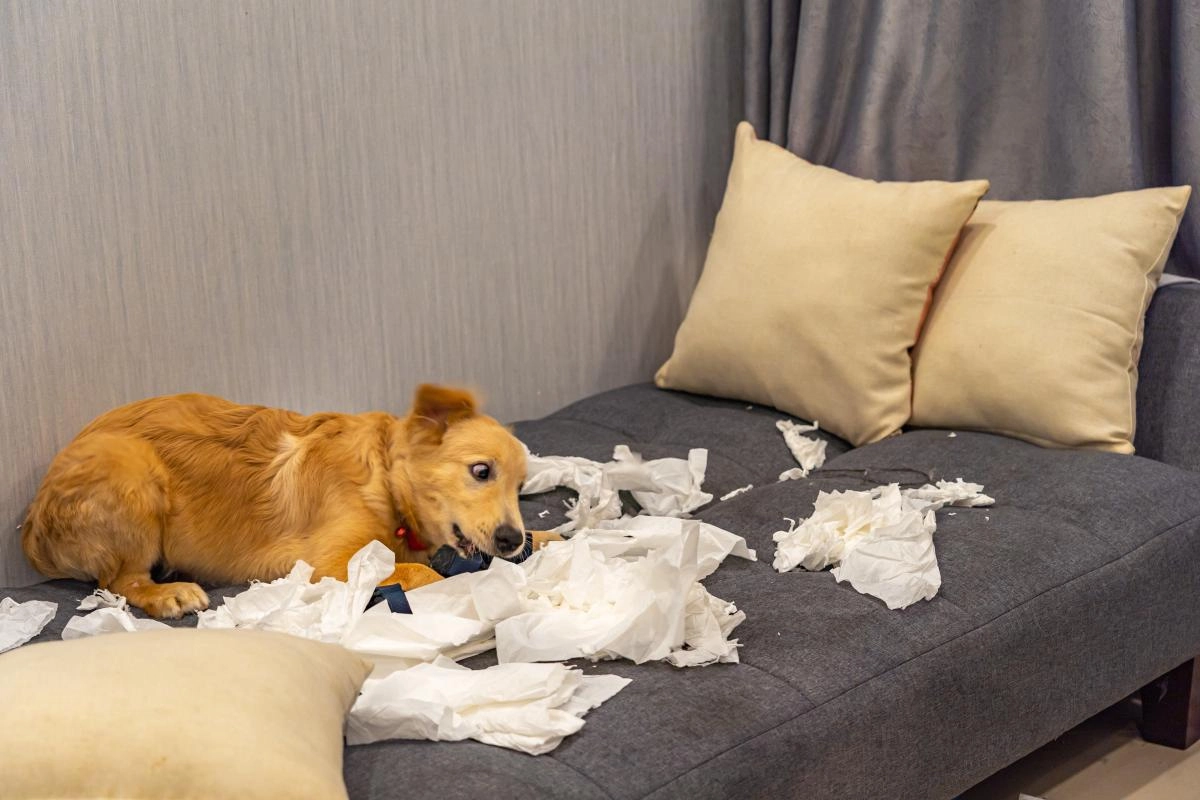 Эффективные приемы, которые заставят вашу собаку перестать грызть вещи