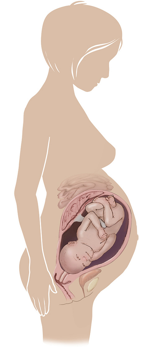 38 недель беременности сильно. Ребенок в животе 39 недель беременности. Расположение плода в животе на 30 неделе. Расположение плода на 21 неделе беременности. Расположеник ребёнка в утробе.