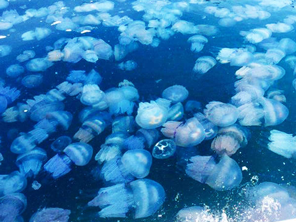 медузы черного моря фото с названиями